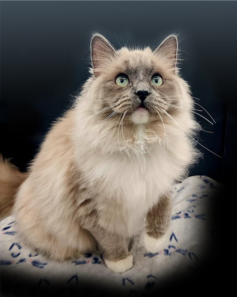 blue pointed mitted ragdoll cat