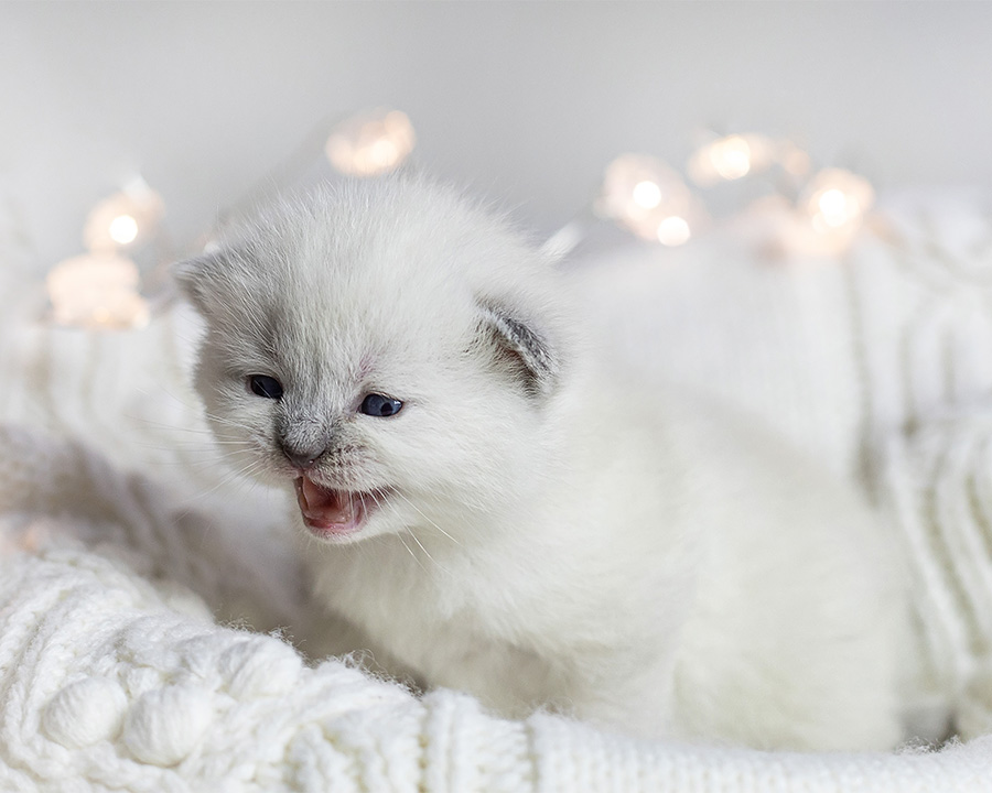 Ragdoll baby kitten