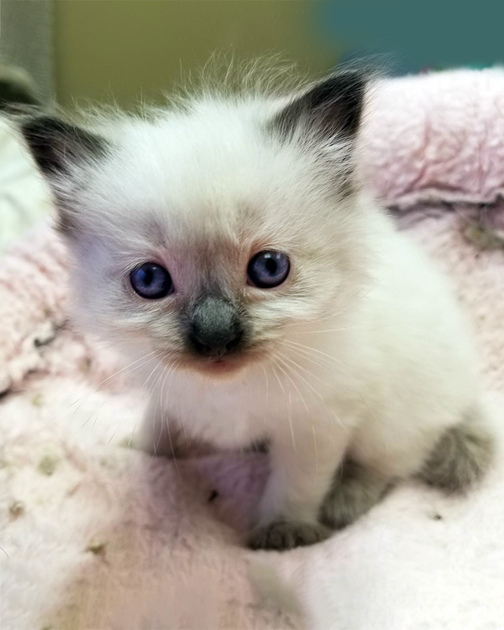 Ragdoll cat