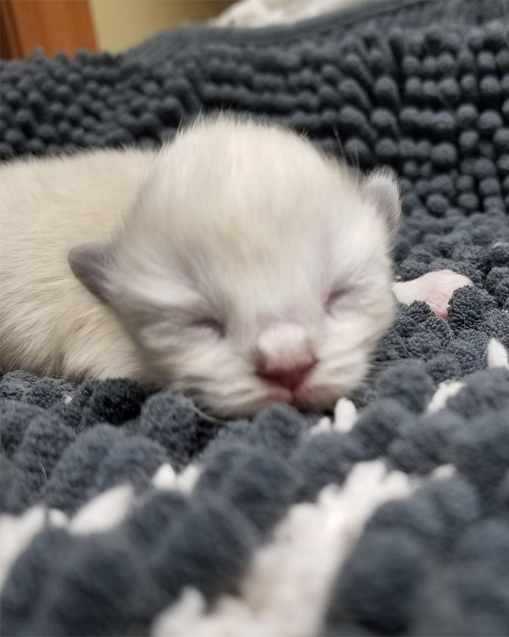 Ragdoll cat