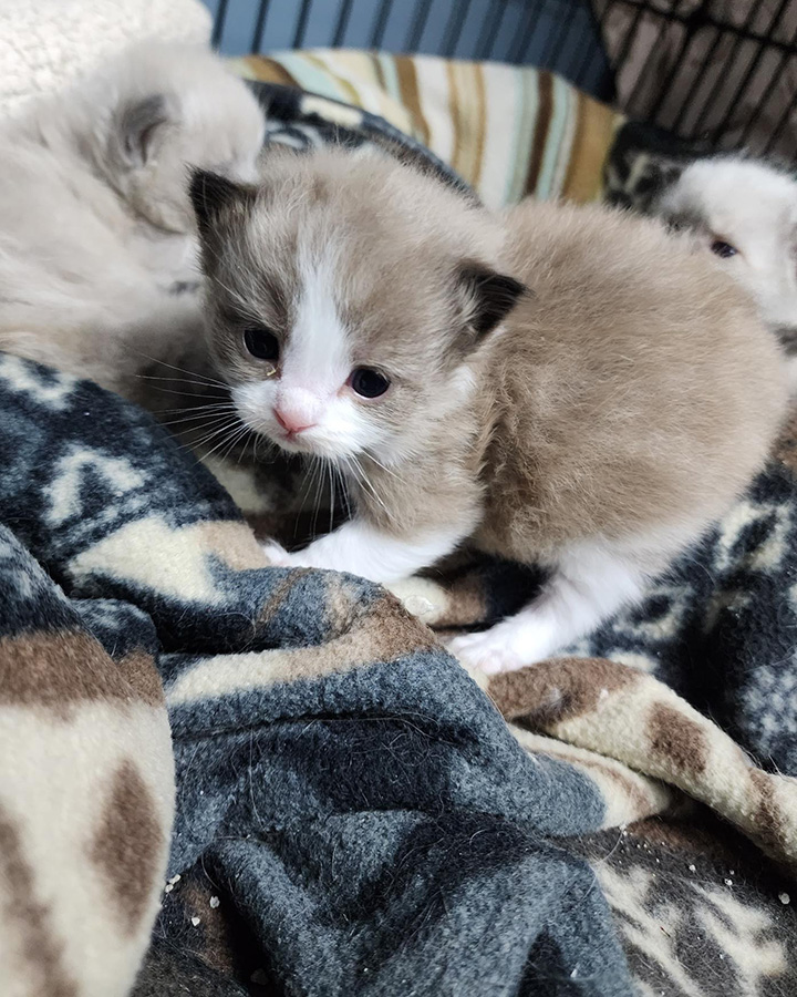 Ragdoll cat