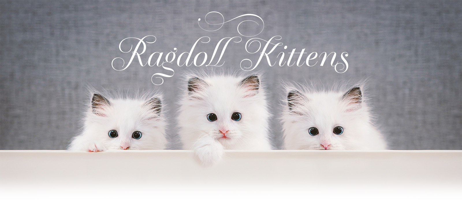 3 ragdoll kittens