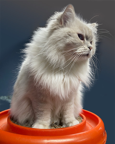 Ragdoll Cat on scratcher