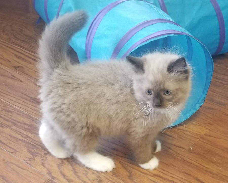 Ragdoll kitten