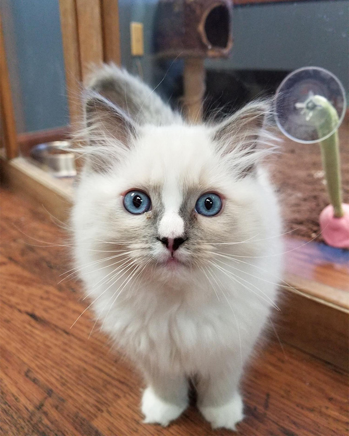 Ragdoll cat