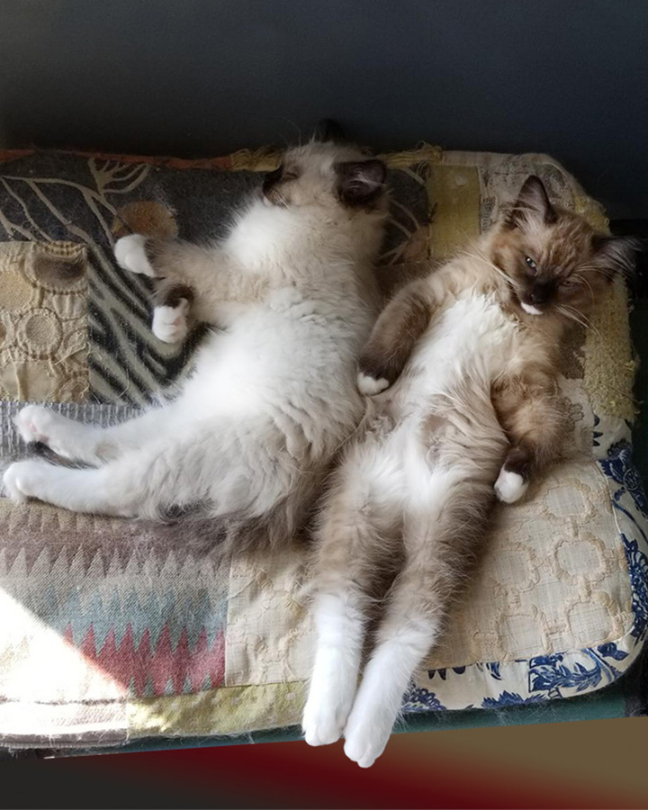 Ragdoll cats napping